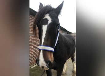 Shire / Shire Horse, Castrone, 6 Anni, 174 cm, Baio