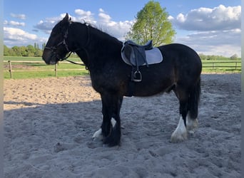Shire / Shire Horse, Castrone, 6 Anni, 174 cm, Baio