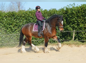 Shire / Shire Horse, Castrone, 7 Anni, 180 cm, Baio scuro