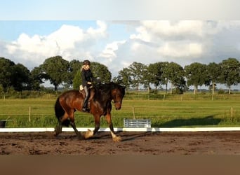 Shire / Shire Horse, Castrone, 9 Anni, 188 cm, Baio nero
