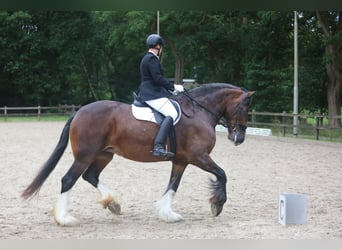 Shire / Shire Horse, Giumenta, 11 Anni, 183 cm, Baio