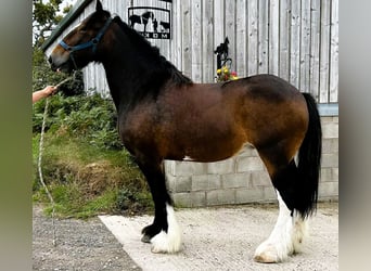 Shire / Shire Horse, Giumenta, 11 Anni