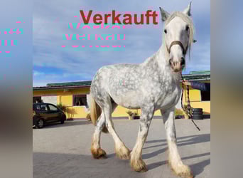 Shire / Shire Horse, Giumenta, 12 Anni, 187 cm, Grigio