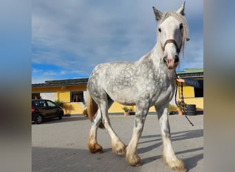 Shire / Shire Horse, Giumenta, 12 Anni, 187 cm, Grigio