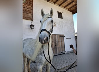 Shire / Shire Horse, Giumenta, 15 Anni, 180 cm, Grigio