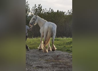 Shire / Shire Horse, Giumenta, 16 Anni, 167 cm, Grigio