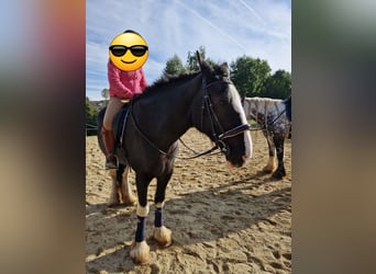Shire / Shire Horse, Giumenta, 16 Anni, 178 cm, Baio scuro