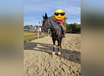 Shire / Shire Horse, Giumenta, 16 Anni, 178 cm, Baio scuro