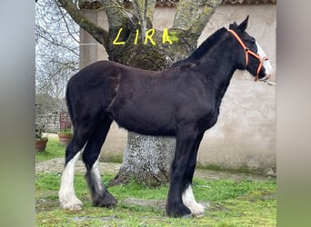 Shire / Shire Horse, Giumenta, 1 Anno, 155 cm, Morello