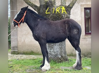Shire / Shire Horse, Giumenta, 1 Anno, 155 cm, Morello