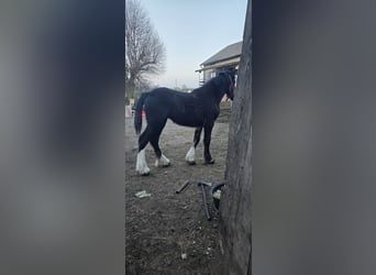 Shire / Shire Horse, Giumenta, 1 Anno, 185 cm, Morello