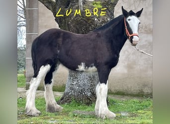 Shire / Shire Horse, Giumenta, 1 Anno