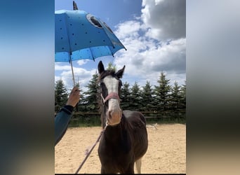 Shire / Shire Horse, Giumenta, 2 Anni, 165 cm, Morello