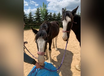 Shire / Shire Horse, Giumenta, 2 Anni, 165 cm, Morello