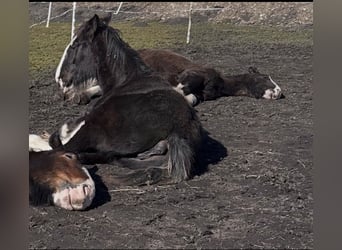 Shire / Shire Horse, Giumenta, 2 Anni, 165 cm, Morello