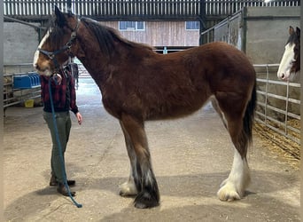 Shire / Shire Horse, Giumenta, 2 Anni