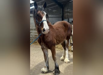 Shire / Shire Horse, Giumenta, 2 Anni