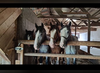Shire / Shire Horse, Giumenta, 3 Anni, 185 cm, Baio