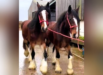 Shire / Shire Horse, Giumenta, 3 Anni