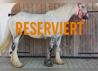 Shire / Shire Horse, Giumenta, 4 Anni, 177 cm, Grigio