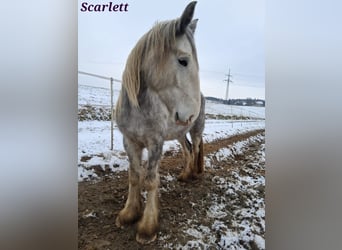 Shire / Shire Horse, Giumenta, 5 Anni, 170 cm, Grigio