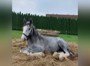 Shire / Shire Horse, Giumenta, 5 Anni, 170 cm, Grigio