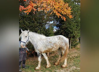 Shire / Shire Horse, Giumenta, 5 Anni, 179 cm, Grigio