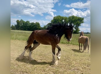 Shire / Shire Horse, Giumenta, 7 Anni, 170 cm, Baio