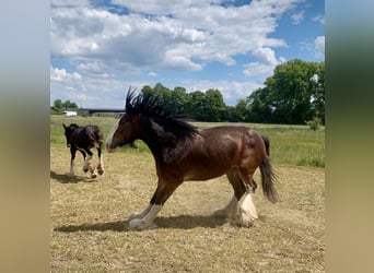 Shire / Shire Horse, Giumenta, 7 Anni, 170 cm, Baio