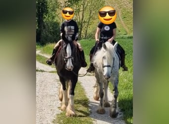 Shire / Shire Horse, Giumenta, 9 Anni, 173 cm, Grigio pezzato