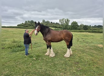 Shire / Shire Horse, Giumenta, 9 Anni, 183 cm, Baio ciliegia