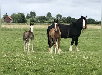 Shire / Shire Horse Mix, Giumenta, Puledri (04/2026), Baio
