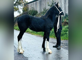 Shire / Shire Horse, Giumenta, Puledri (04/2025)