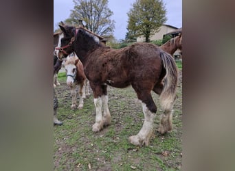 Shire / Shire Horse, Stallone, 1 Anno, 180 cm, Baio ciliegia