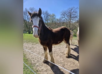 Shire / Shire Horse, Stallone, 1 Anno, 180 cm, Baio ciliegia
