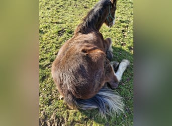 Shire / Shire Horse, Stallone, 1 Anno, 180 cm, Baio ciliegia
