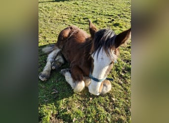 Shire / Shire Horse, Stallone, 1 Anno, 180 cm, Baio ciliegia