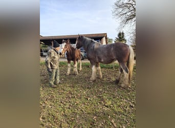 Shire / Shire Horse, Stallone, 1 Anno, 180 cm, Baio ciliegia