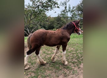 Shire / Shire Horse, Stallone, 1 Anno, 180 cm, Baio ciliegia