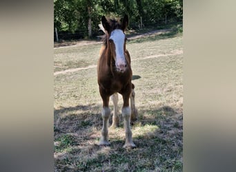 Shire / Shire Horse, Stallone, 1 Anno, 180 cm, Baio ciliegia