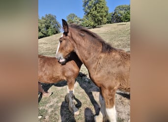 Shire / Shire Horse, Stallone, 1 Anno, 180 cm, Baio ciliegia