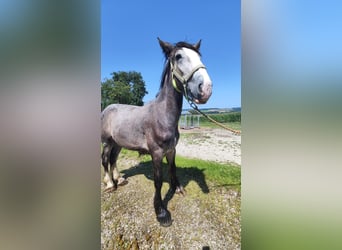 Shire / Shire Horse, Stallone, 1 Anno, 180 cm, Grigio