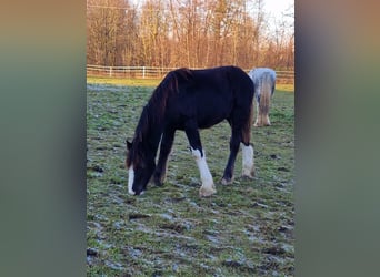 Shire / Shire Horse, Stallone, 2 Anni, 185 cm, Baio