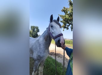 Shire / Shire Horse, Stallone, 3 Anni, 180 cm, Grigio