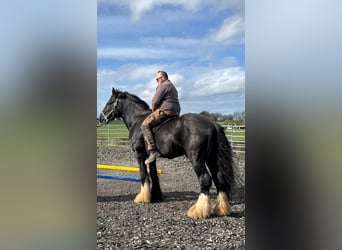 Shire / Shire Horse, Stallone, 5 Anni, 180 cm, Morello