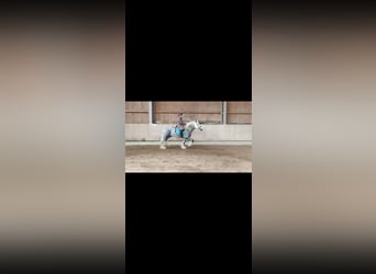 Shire / Shire Horse, Stallone, 7 Anni, 185 cm, Può diventare grigio