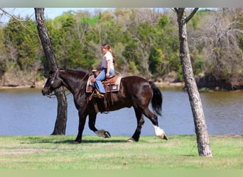 Shire Mix, Wałach, 16 lat, 168 cm, Kara
