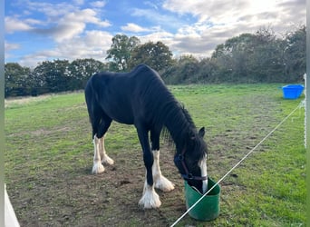 Shire, Wałach, 3 lat, 178 cm, Kara
