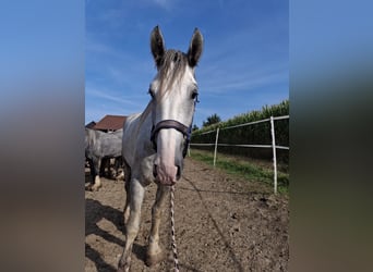 Shire, Wałach, 4 lat, 180 cm, Siwa