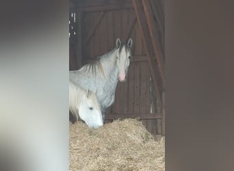 Shire, Wałach, 4 lat, 180 cm, Siwa